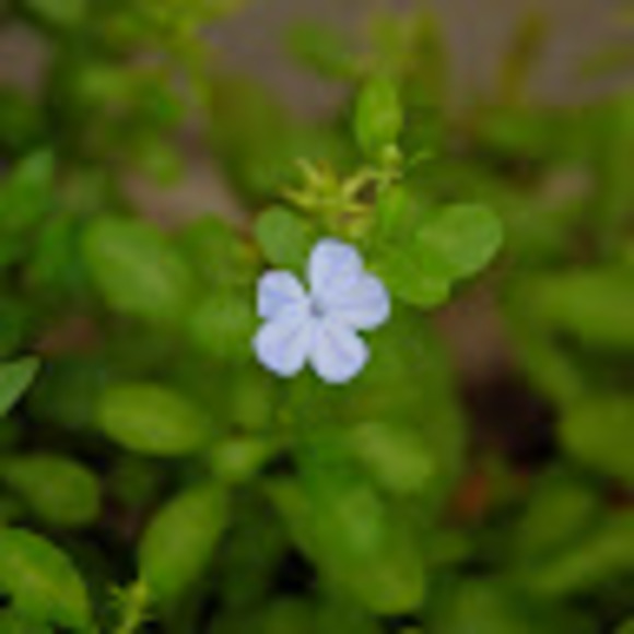 Meet your Posher, Chloe - Picture 1 of 1